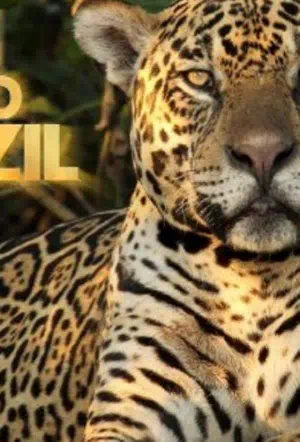 Дикая Бразилия смотреть онлайн в HD 1080