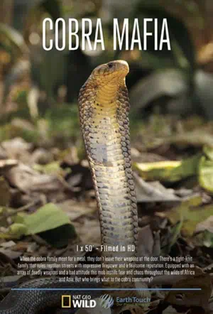 Мафия кобр смотреть онлайн в HD 1080